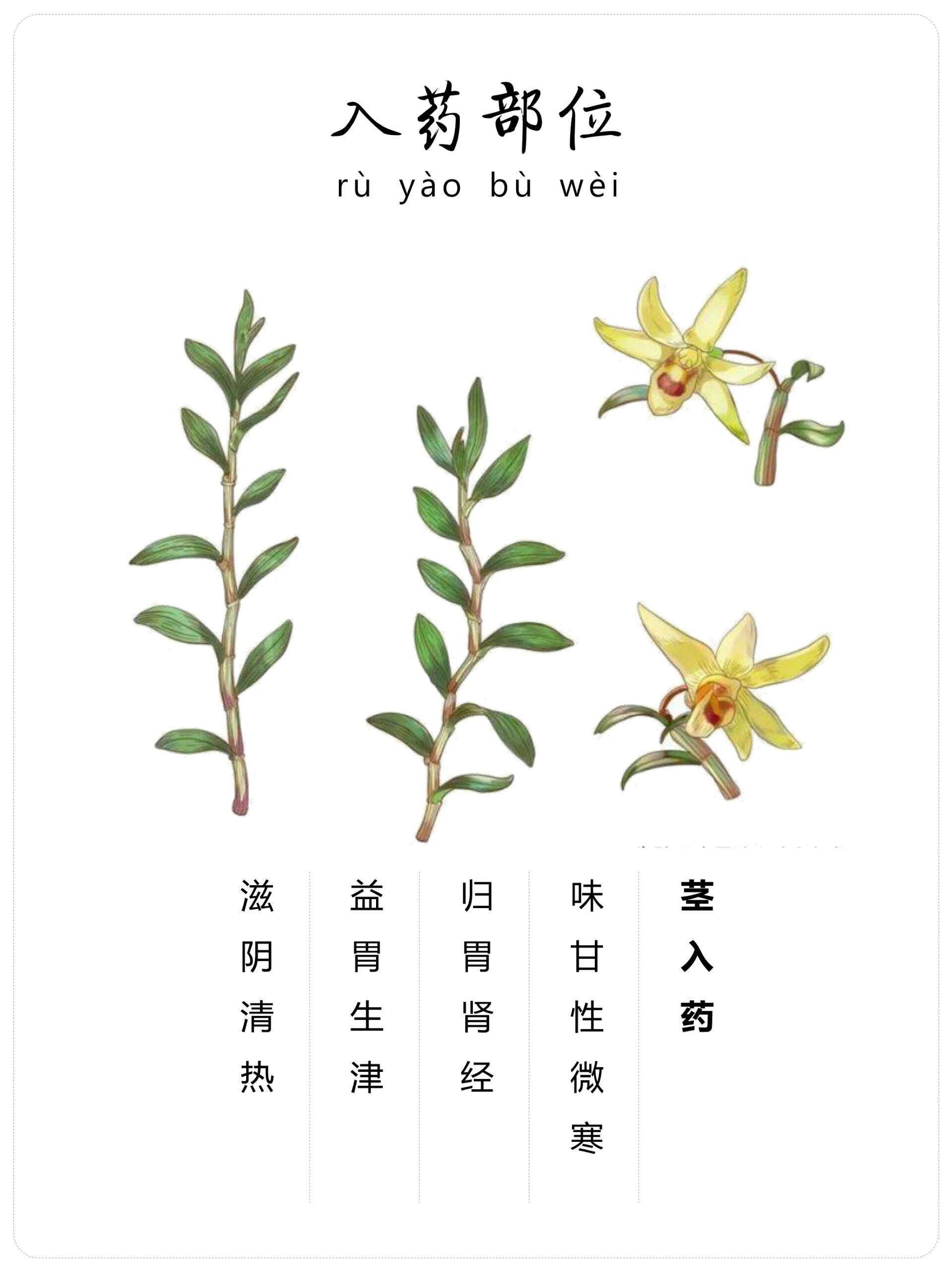 石斛的功效与作用