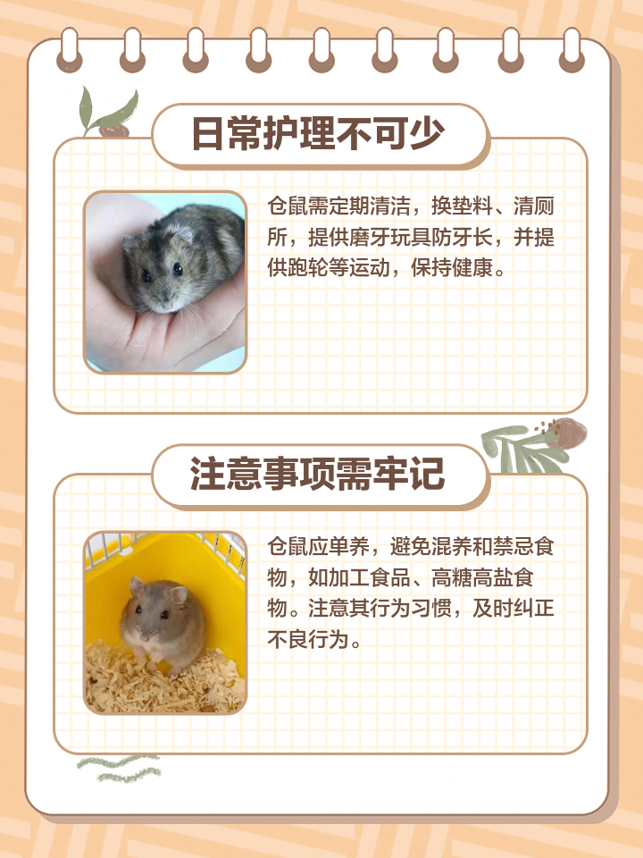 仓鼠要怎么养才能活得久一点