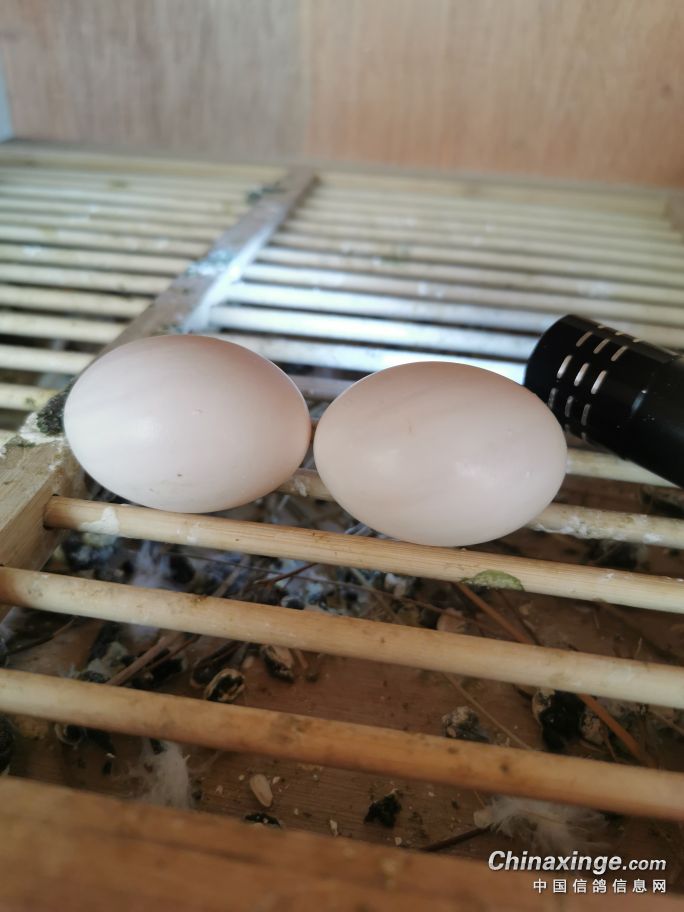 鸽子孵蛋姿势