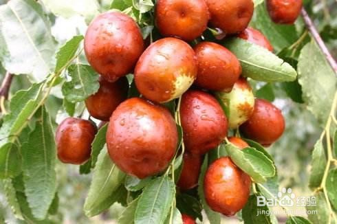 梦见枣代表什么