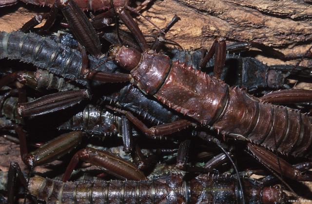 世界上最大的蜈蚣是什么品种