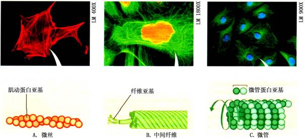 纺锤体的组成成分是什么