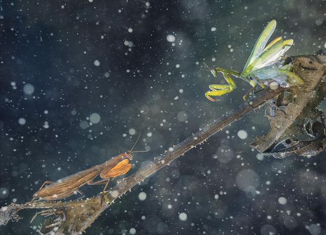 夏虫不可语冰语是什么意思