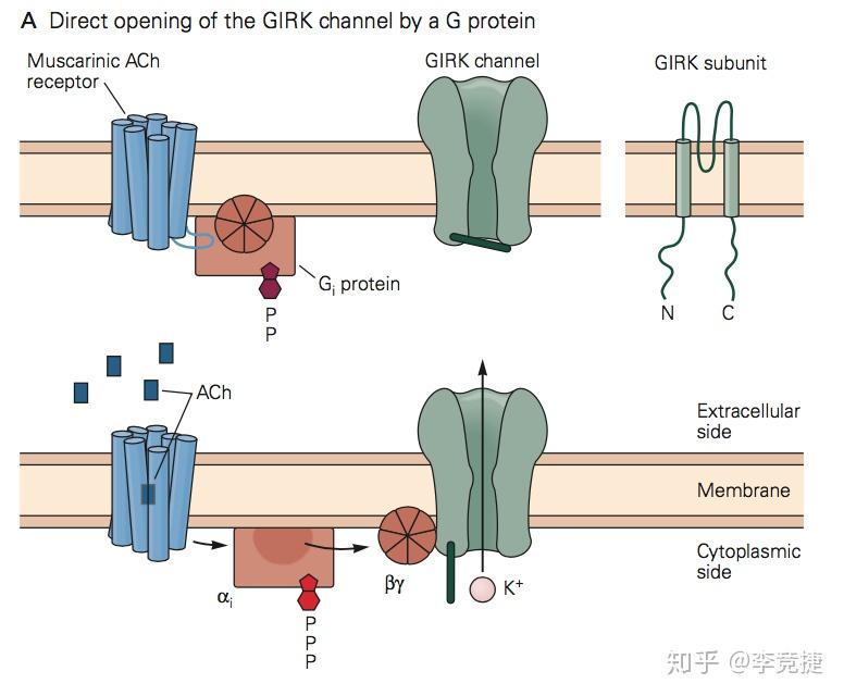 什么叫第二信使