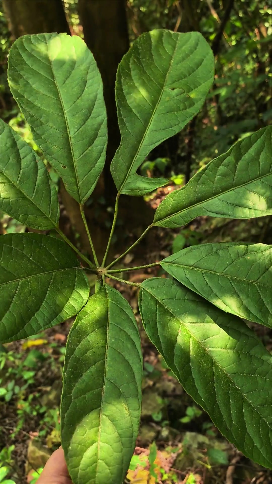 鸭脚木是什么植物?