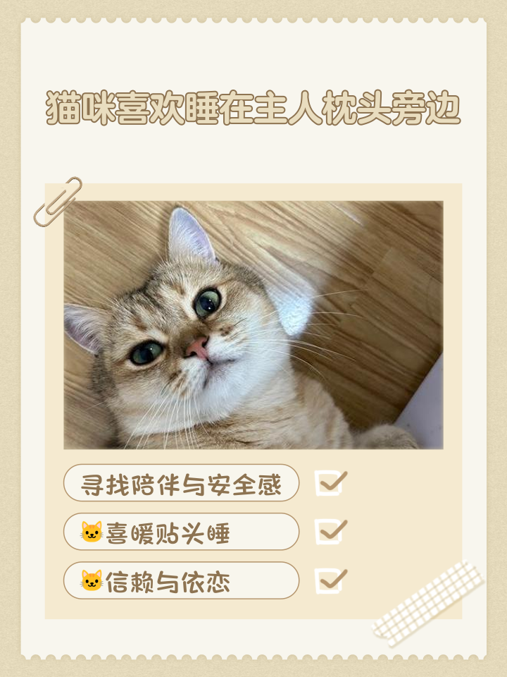 猫为什么喜欢睡头旁边
