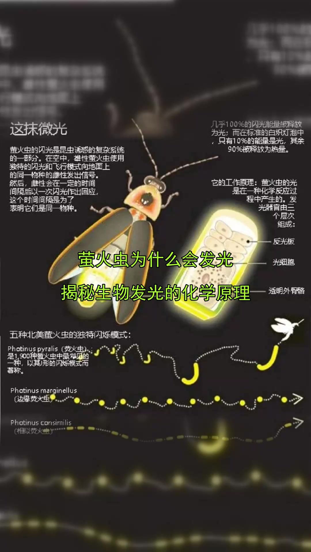 萤火虫的寓意和象征