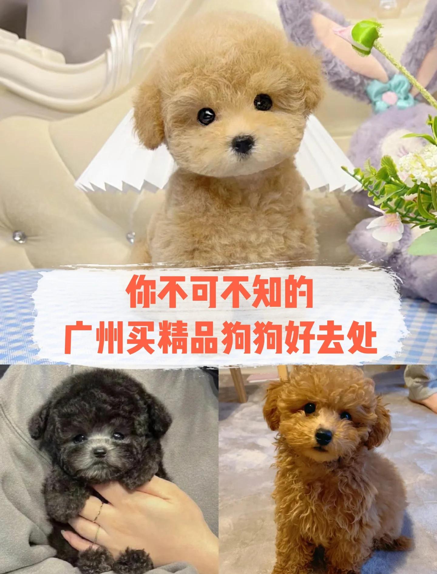 泰迪犬多少钱一只小型正宗