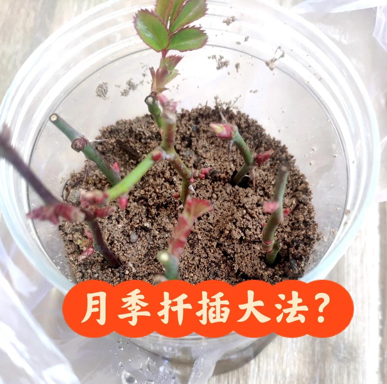 如何扦插月季花?