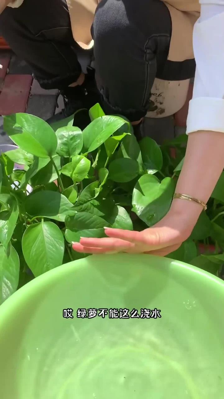 绿萝浇水的正确方法是什么