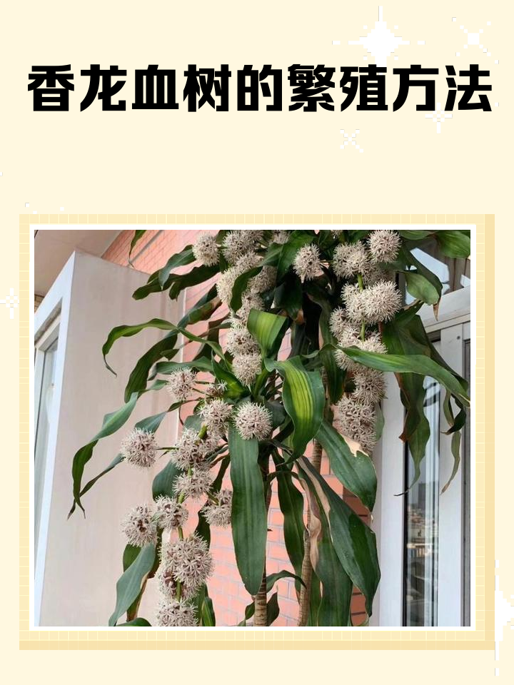 龙血树怎么养殖方法?多久浇一次水合适