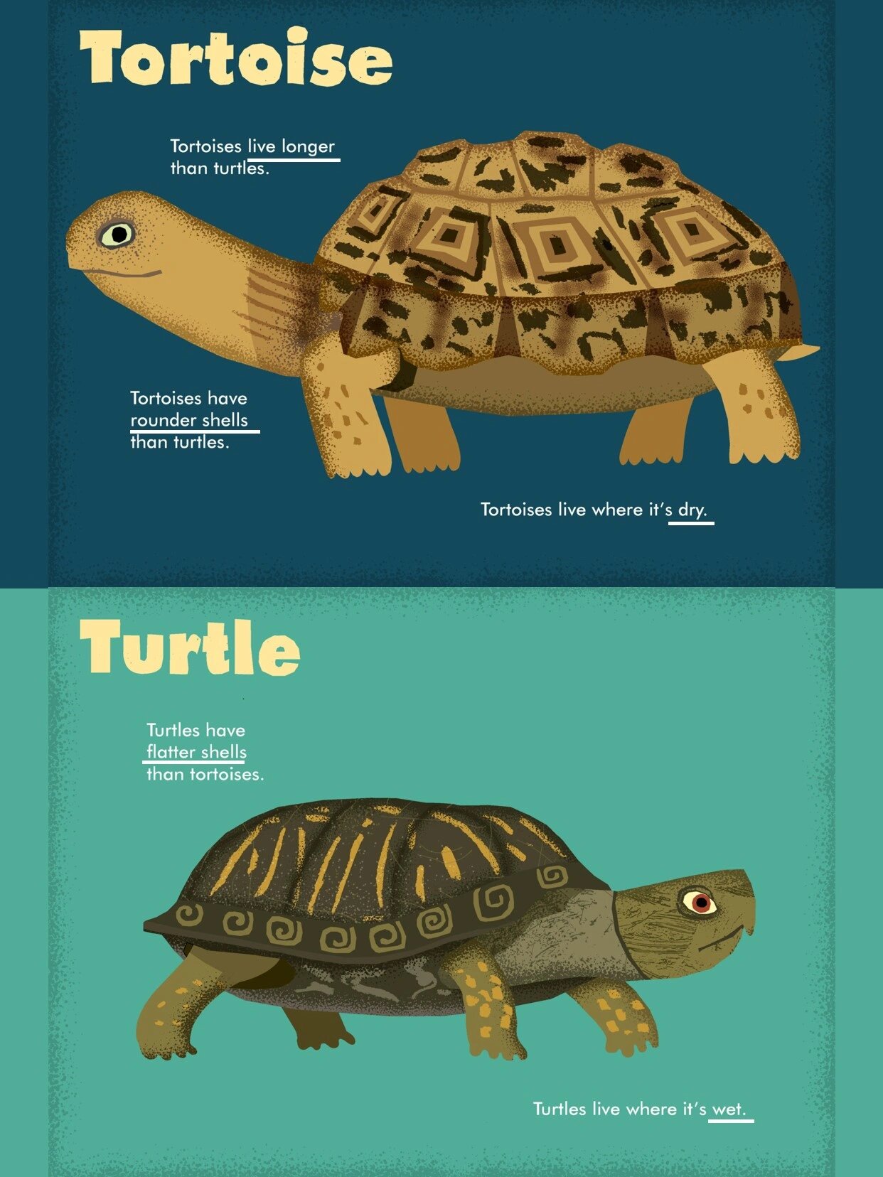 turtle英语怎么说读音