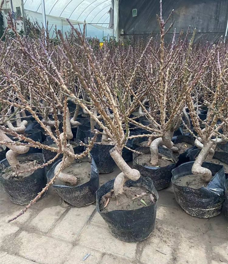 桃树种在家里到底好还是不好