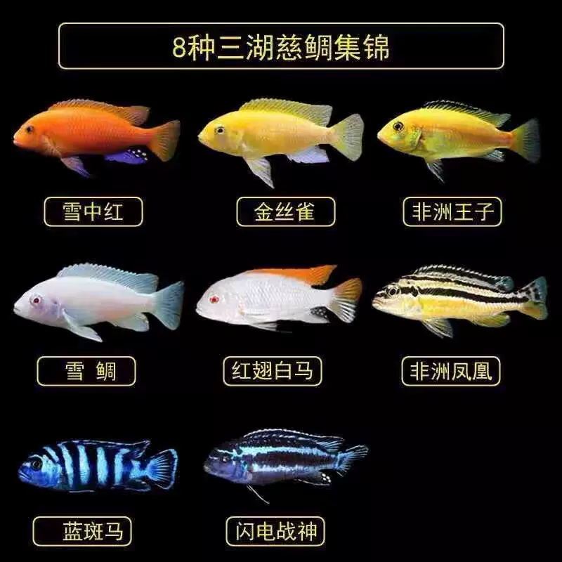 三湖慈鲷怎么养最好