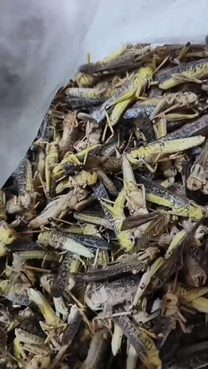 蝗虫养殖技术要点
