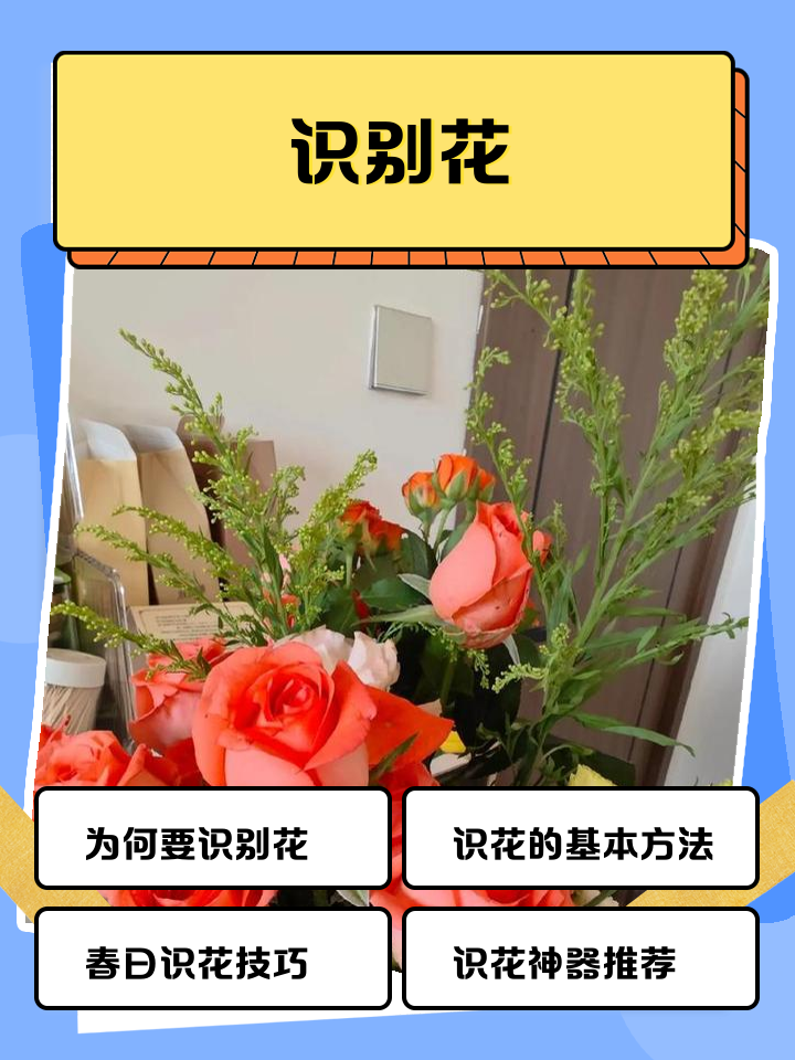 怎么用手机扫一扫识别植物