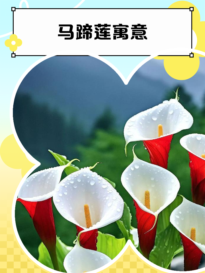 马蹄莲花的含义是什么