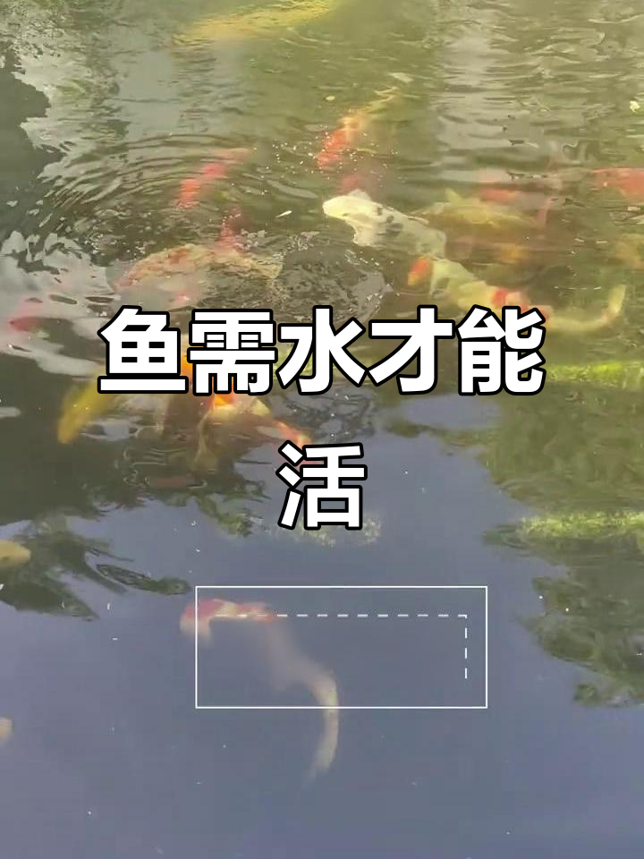 为什么鱼离不开水实验