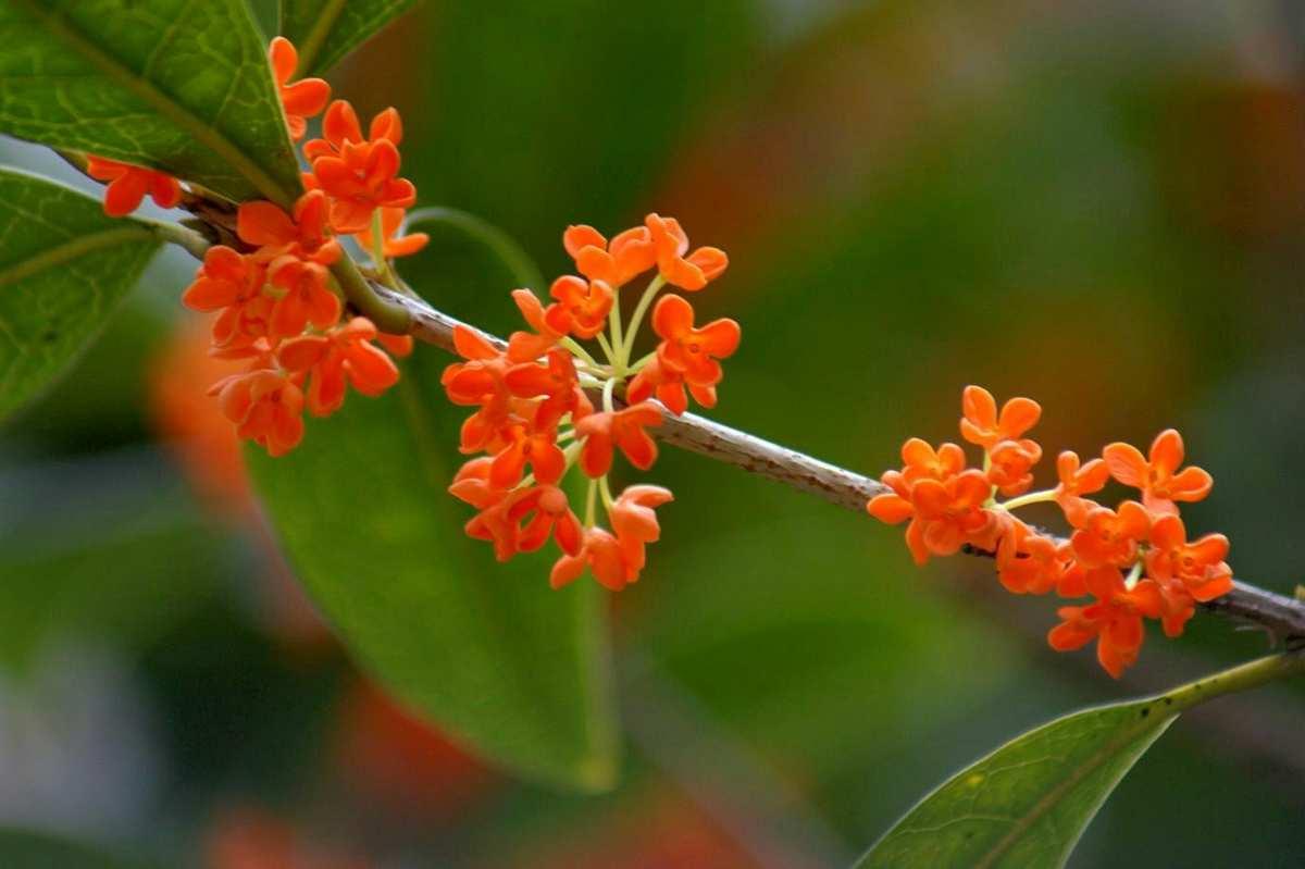 佛顶珠桂花是什么颜色