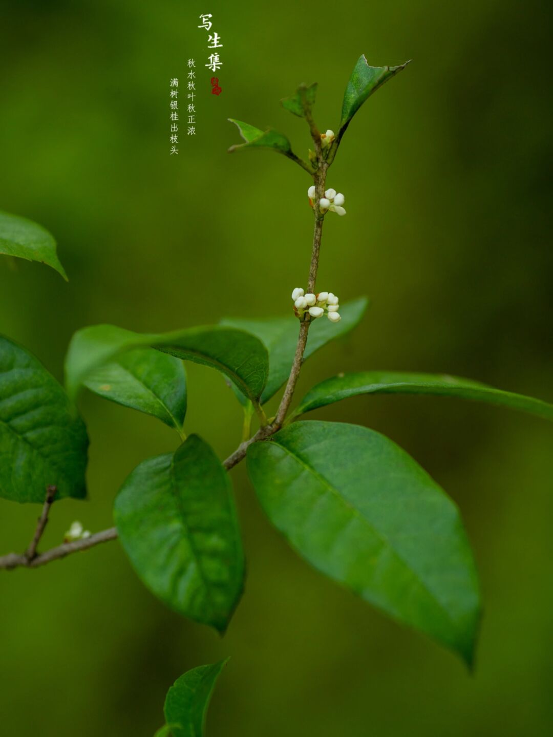 象征秋天的植物