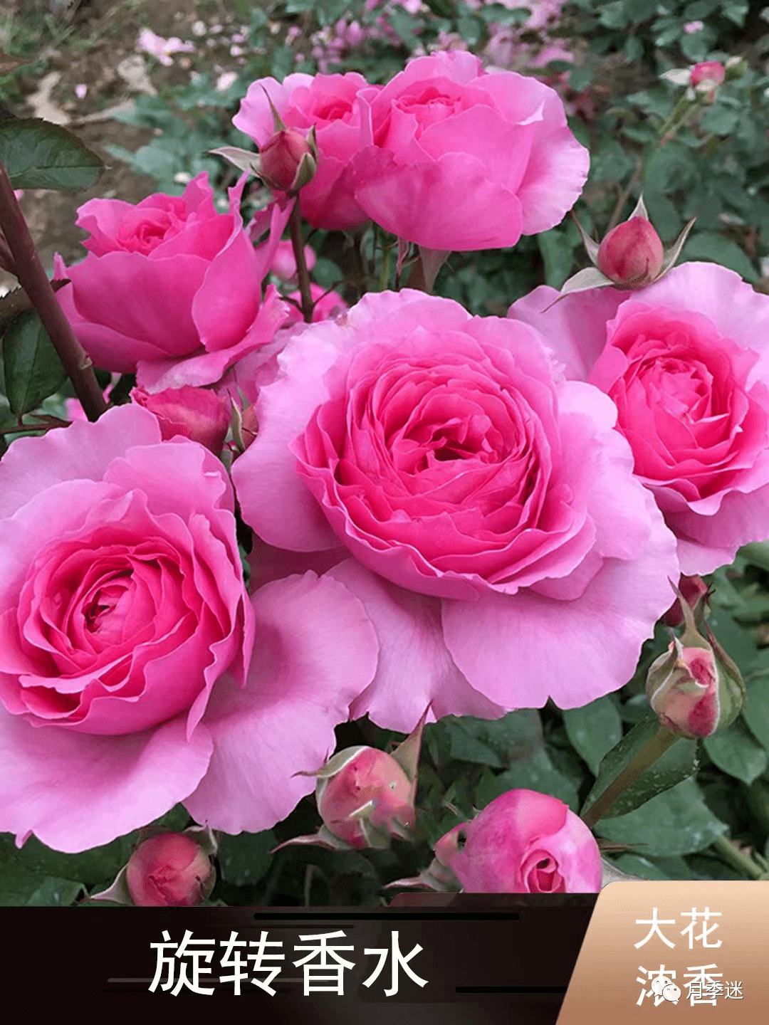 伊芙月季最值得拥有的品种