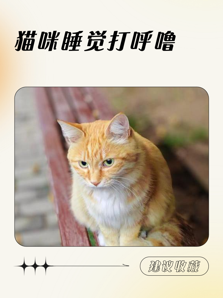 猫发出呼噜呼噜的声音是干嘛