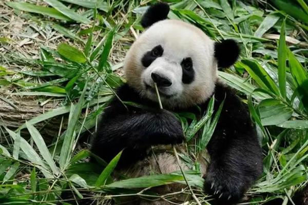 大熊猫现在是几级国宝