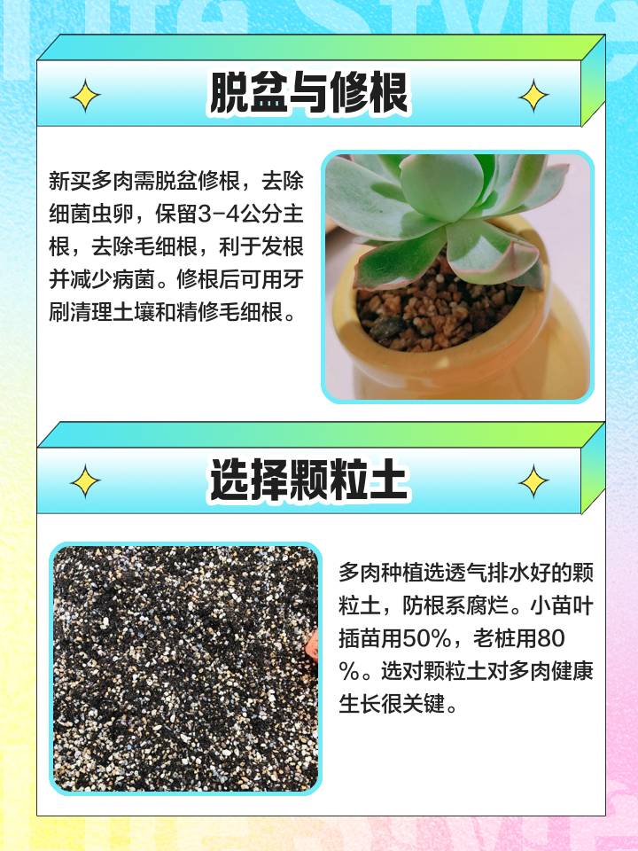 多肉种植的步骤