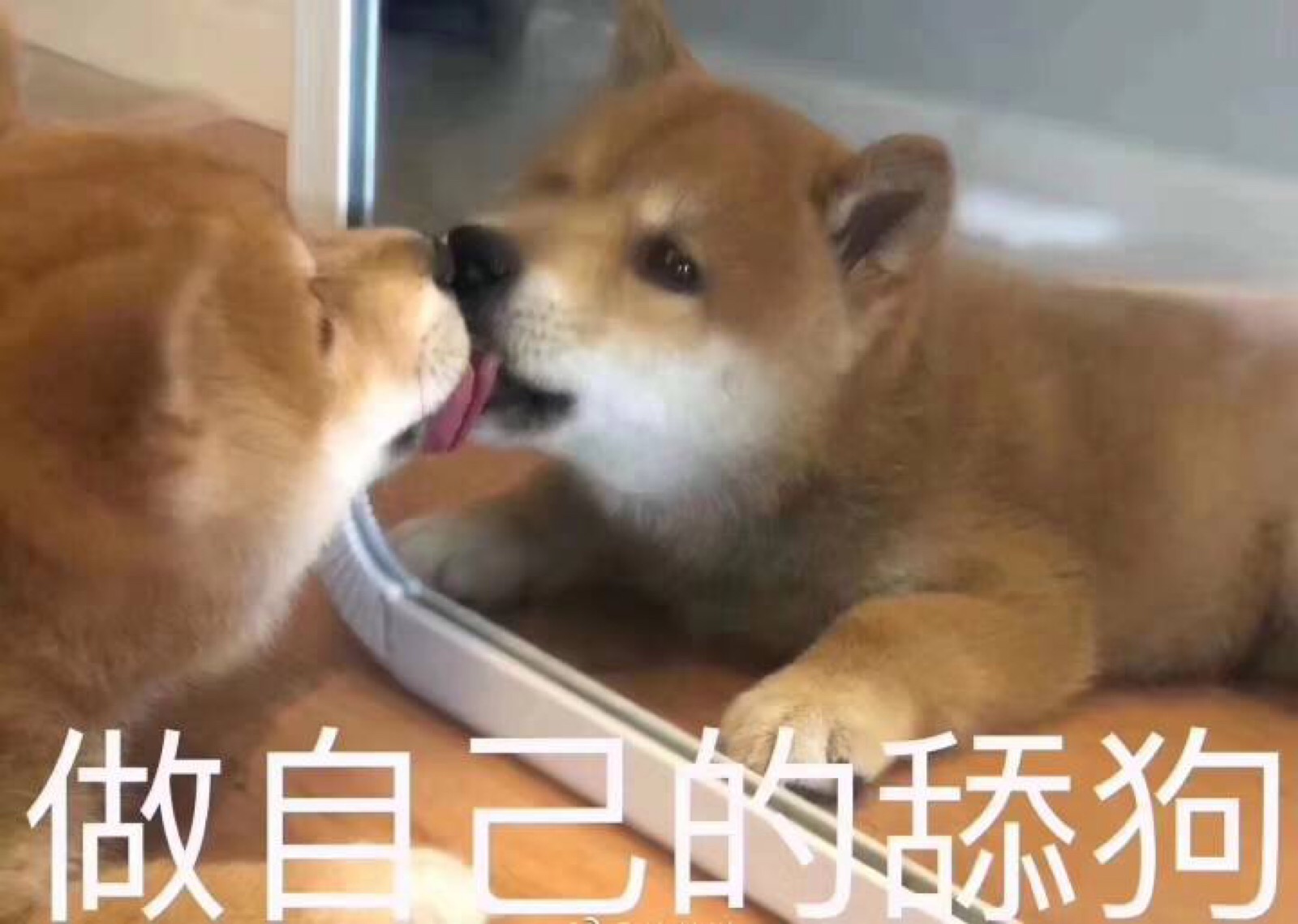 添狗什么意思网络用语