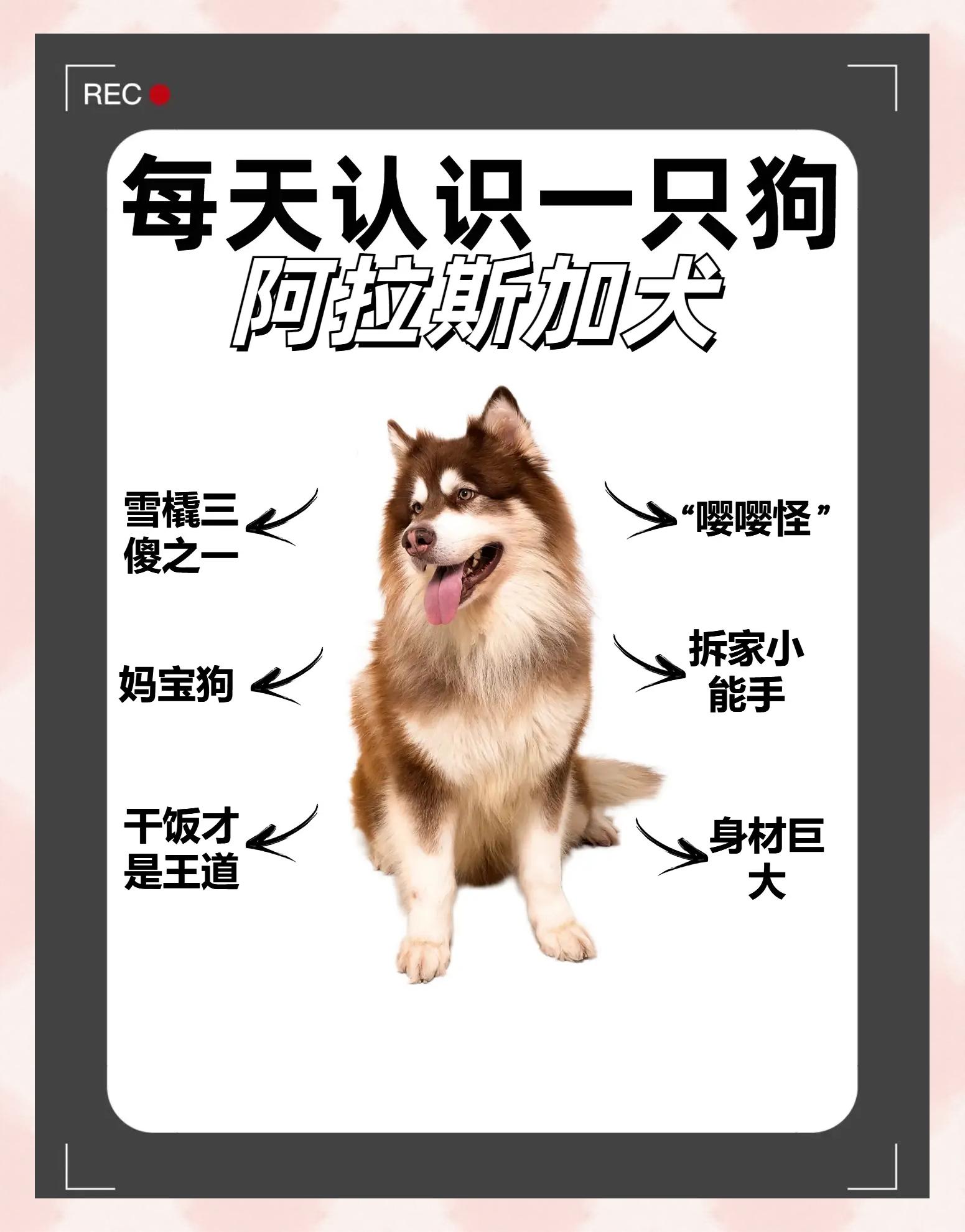 国家为什么禁养阿拉斯加