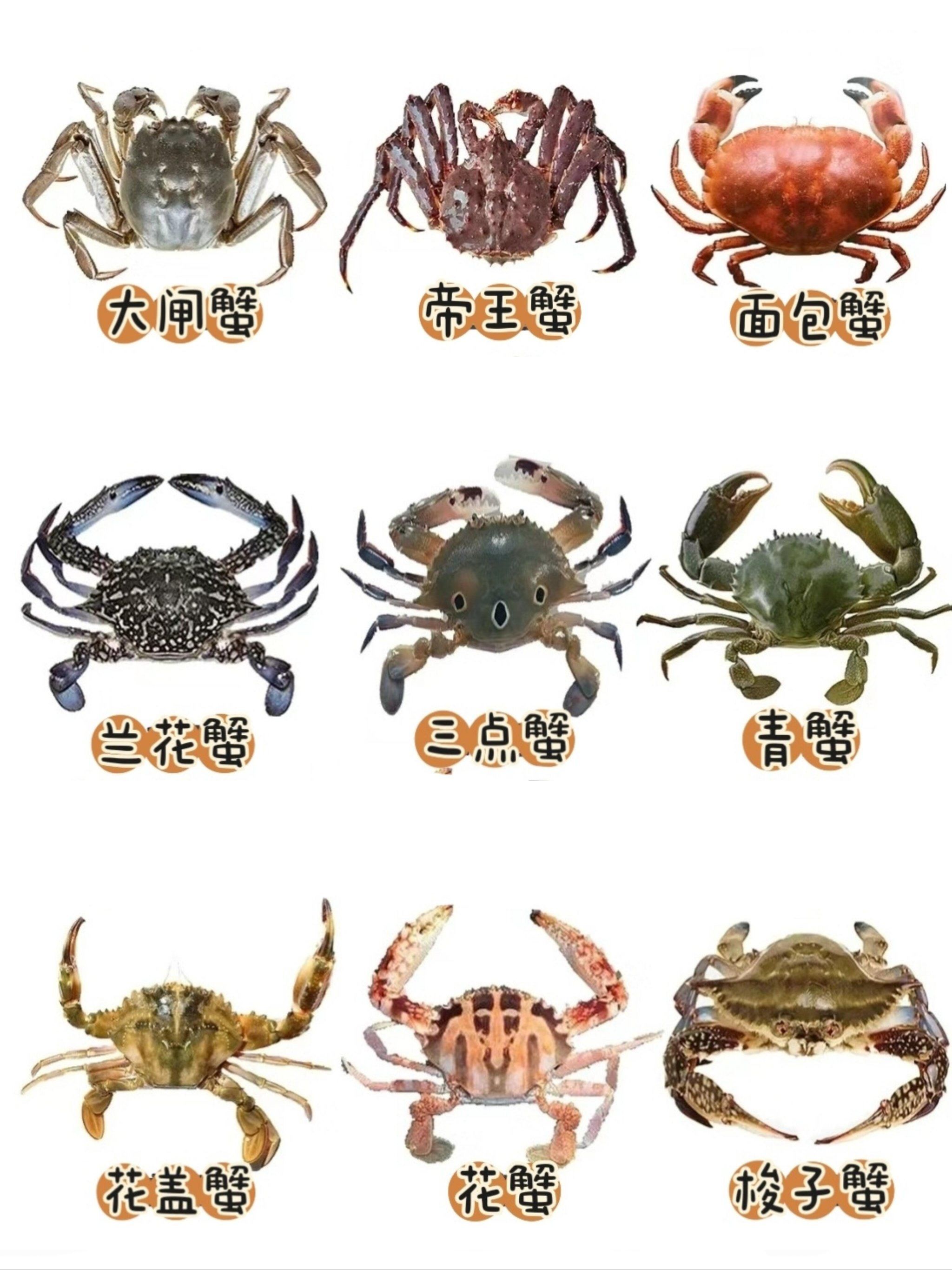 盘锦稻田蟹和大闸蟹的区别