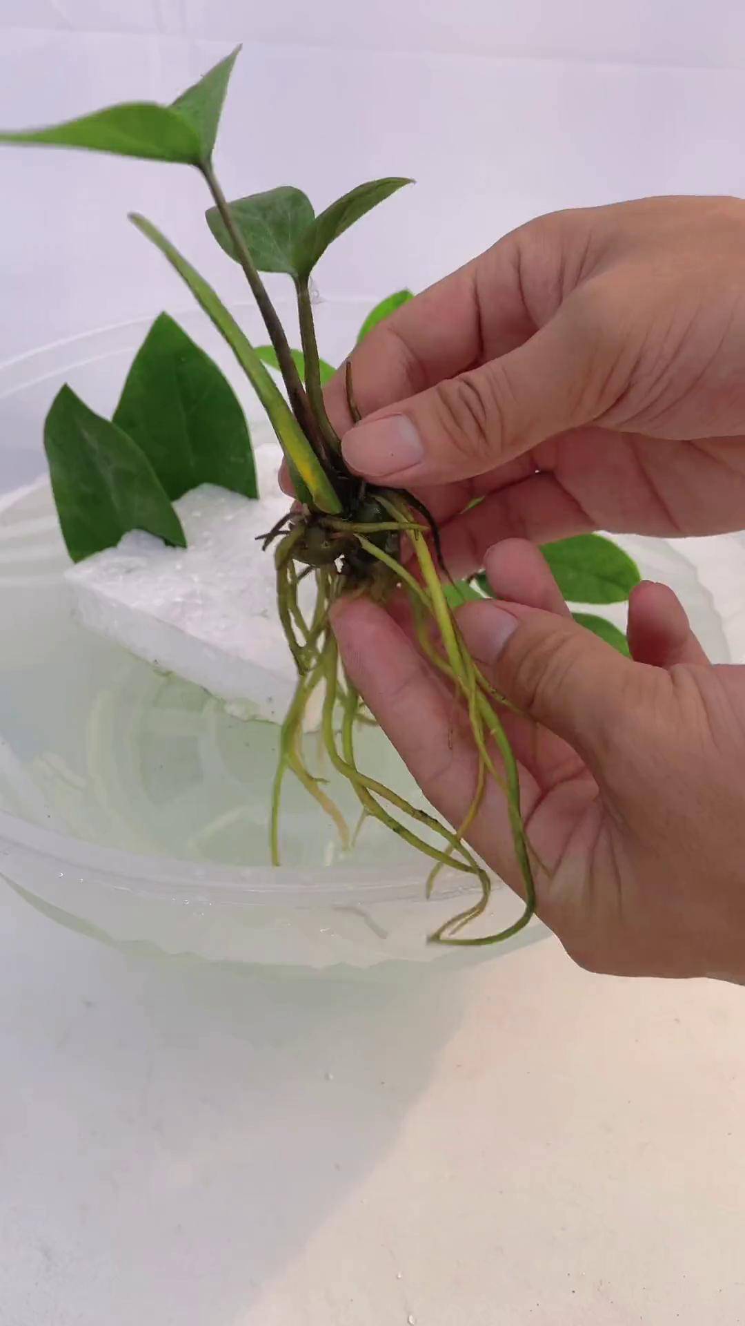 金钱树繁殖方法叶插视频教程