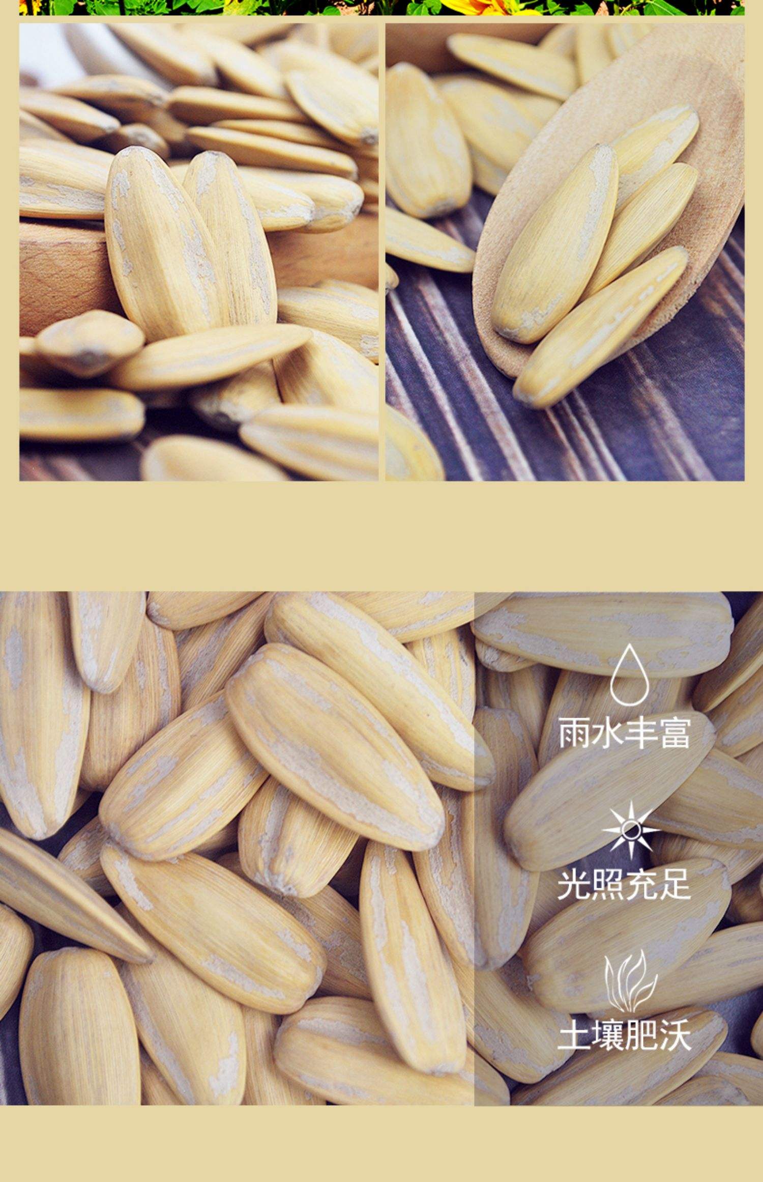 打手瓜子为什么叫打手是白色