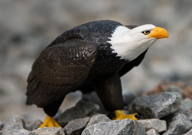 美国十大国宝动物