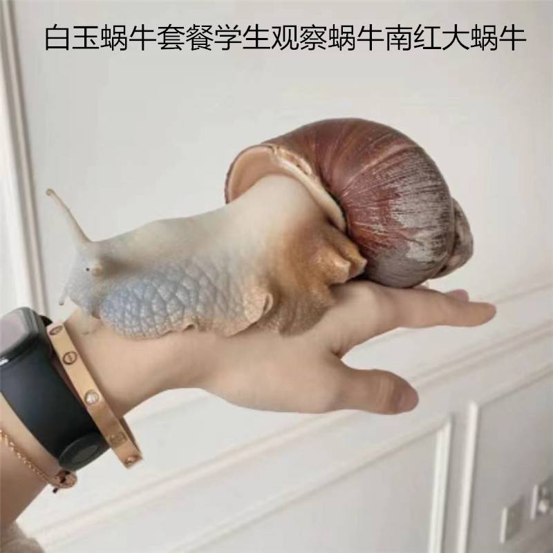 白玉蜗牛的市场价值是多少