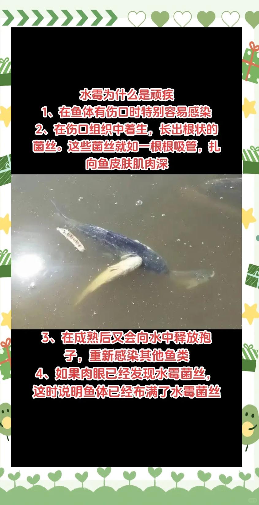第五天骄