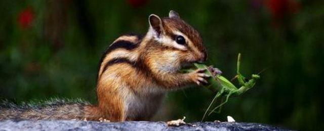 金花松鼠通人性吗