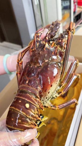 古巴龙虾是什么龙虾