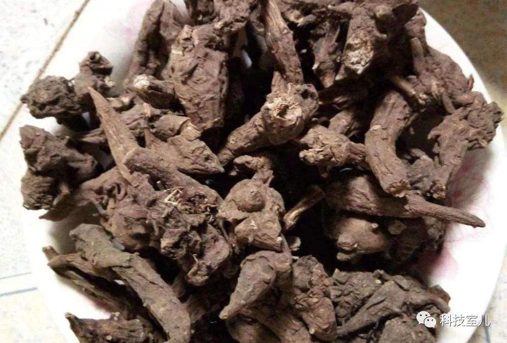 眼镜王蛇泡酒有什么功效