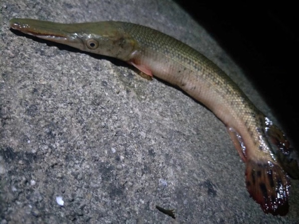 网络上面杀鱼是什么意思