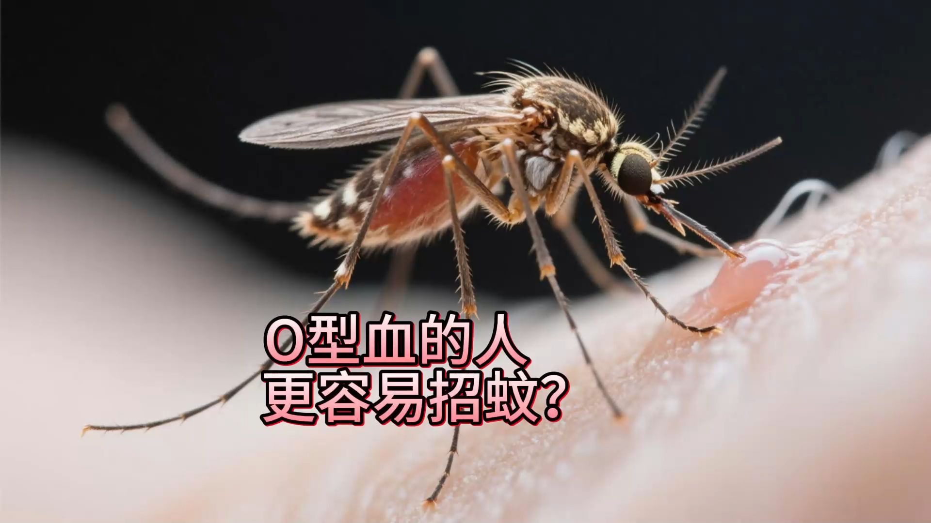 什么血型的人不招蚊子