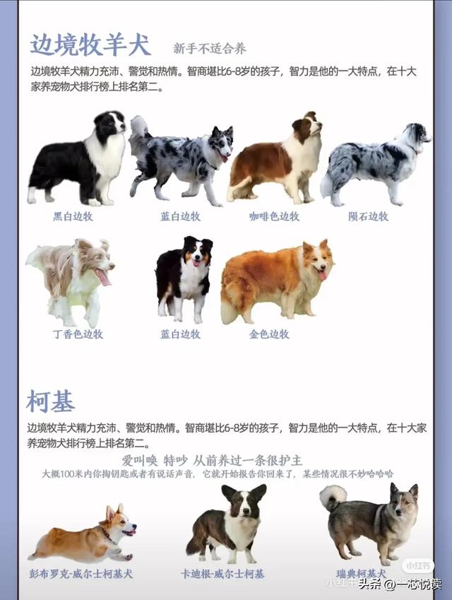 黑色宠物狗有哪些品种