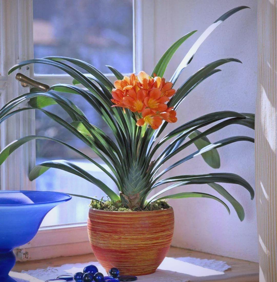 什么植物转运招财