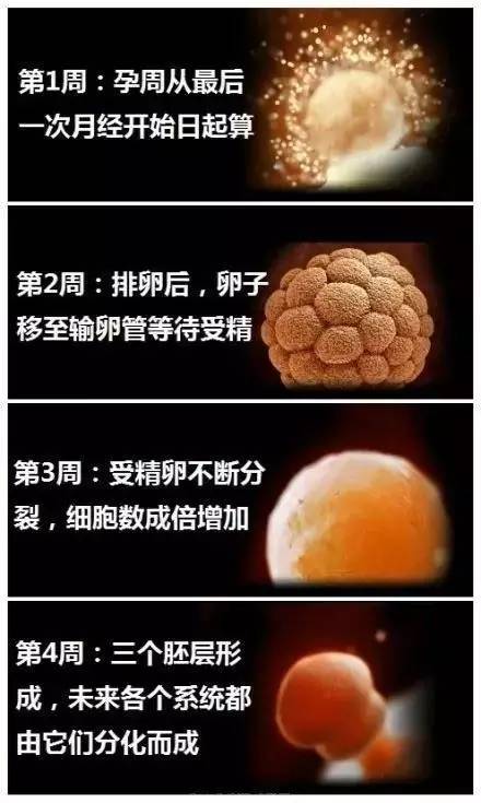 胎宝宝3个月发育照片