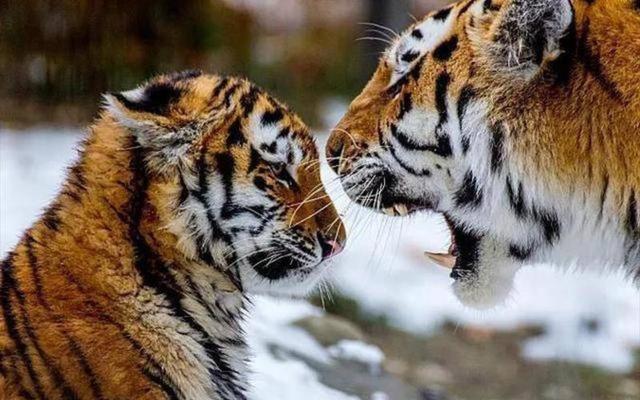 梦见老虎追我是什么预兆