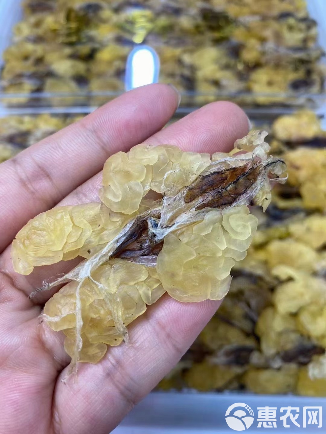 堂翠茵
