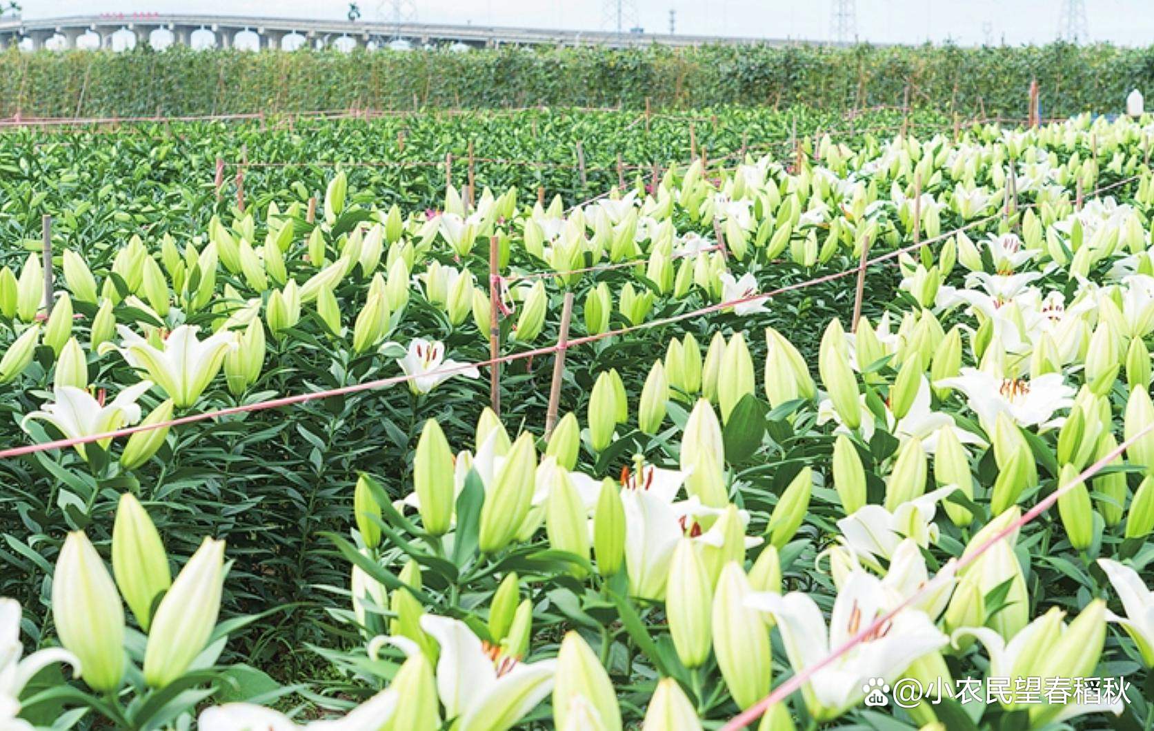 吃的百合如何种植