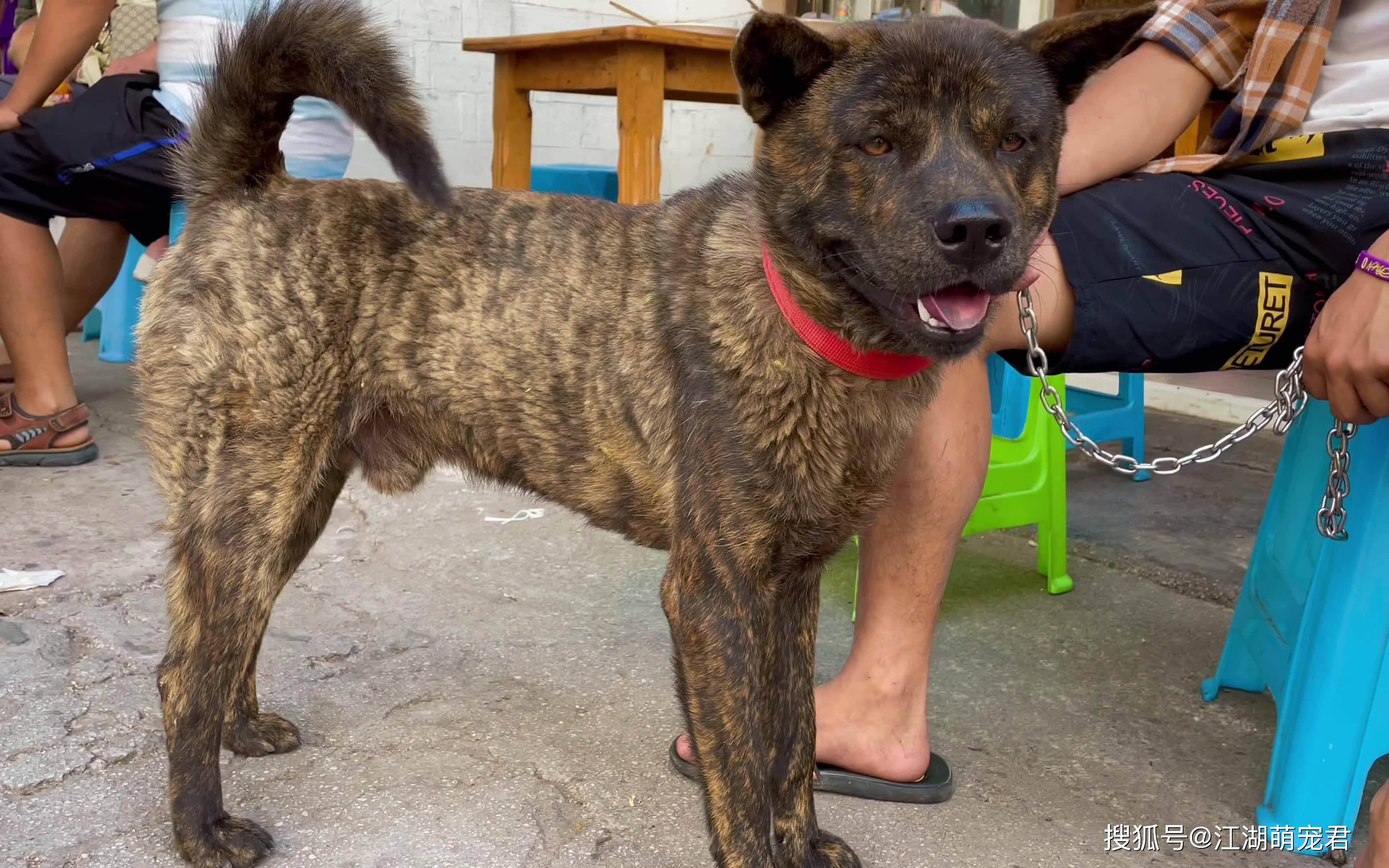 白色中华田园犬长大后样子