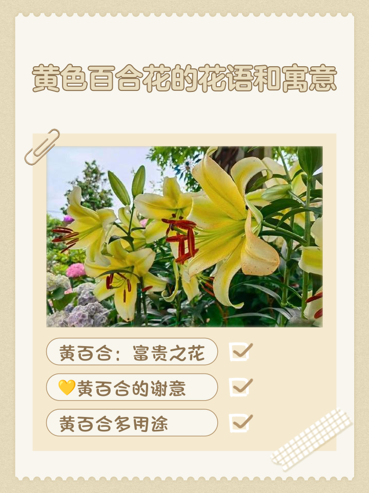 寓意是健康的花