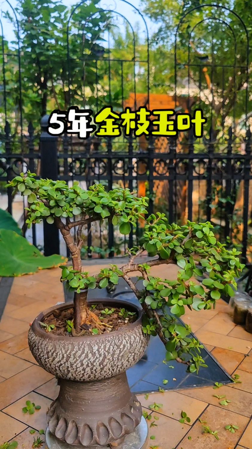 金枝玉叶盆景造型图片 修剪